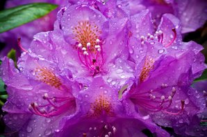 Rhododendron in rain