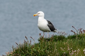 Havstrut/Greater Black-backed Gull
